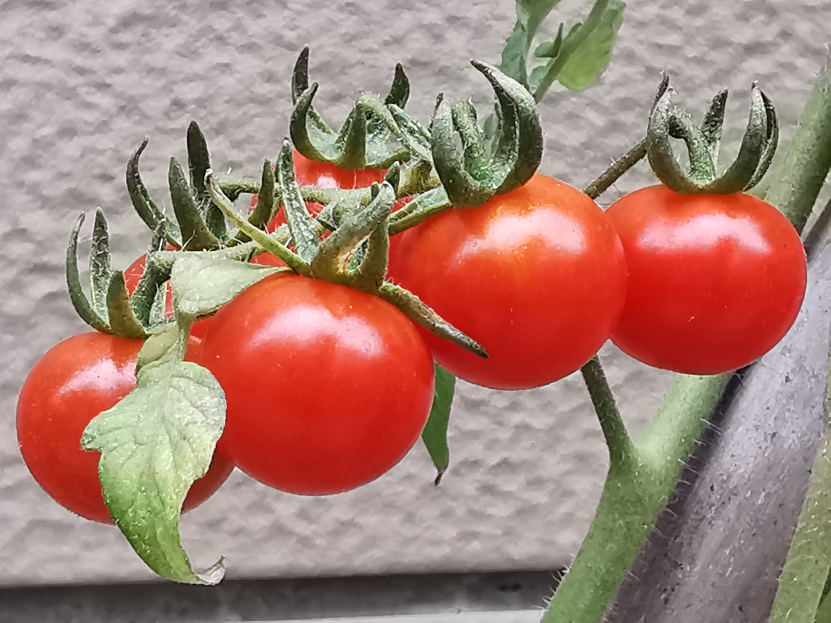 每日绿植:小番茄 一畦小菜园,满眼是春色.扶墙小篱笆,挂满"小灯笼".