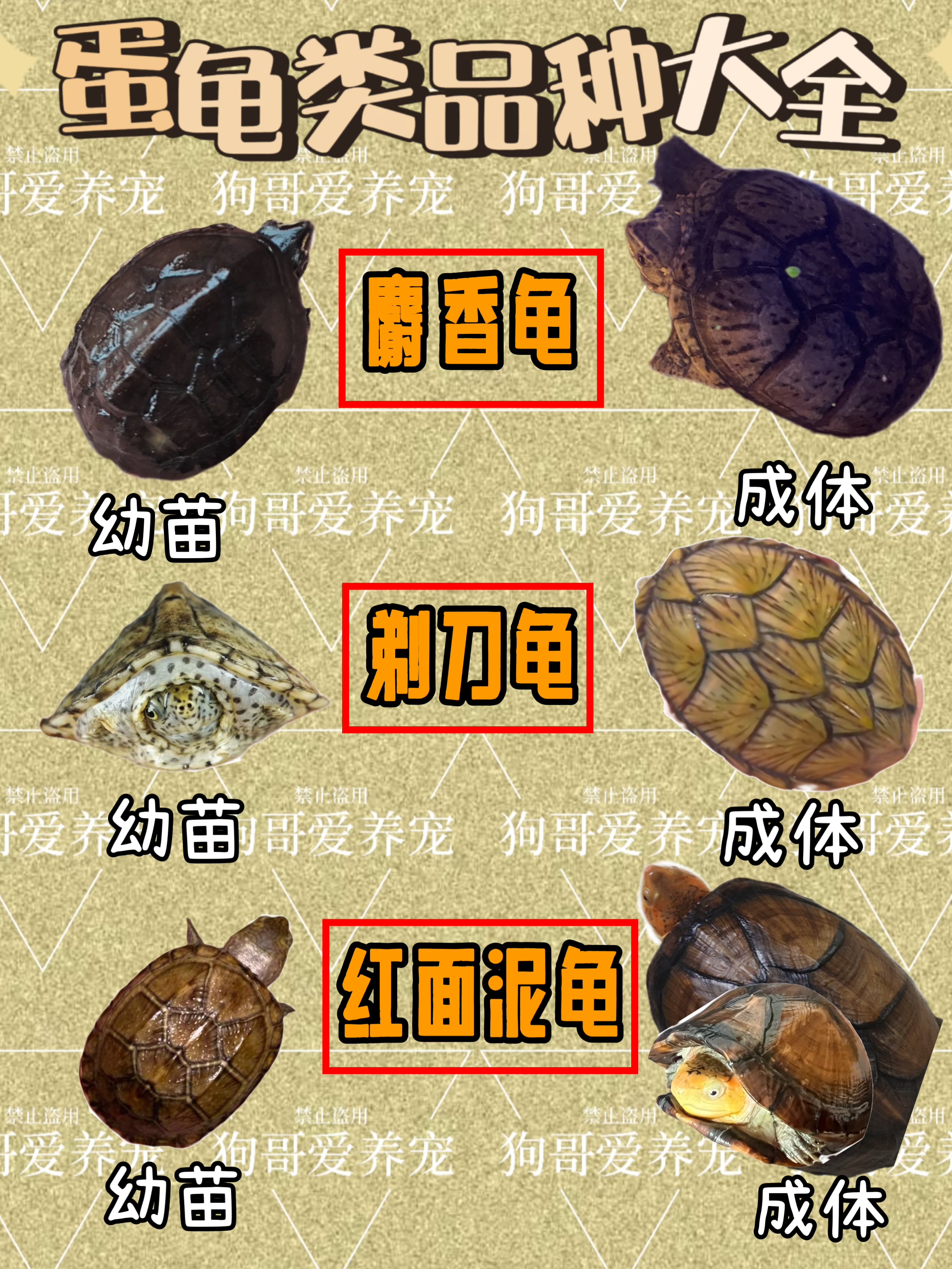 虎纹泥龟,果核泥龟,头盔蛋龟, 东方泥龟,黄泽龟,白唇泥龟, 红面泥龟