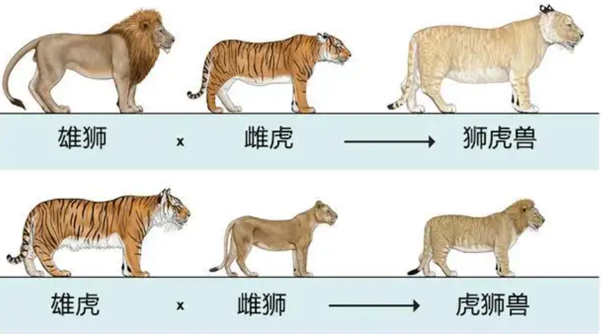 回顾 野生动物为何也会杂交?繁殖的后代很惨