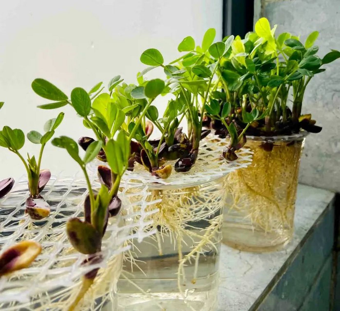 农村老婆教你种水培花生,好事连连97同事争相模仿成新宠.