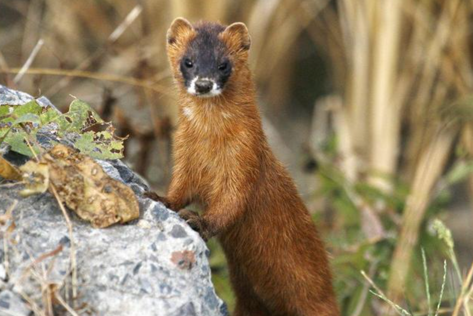 回顾:黄鼠狼也有天敌,即使是"黄大仙",见到一些动物也只能投降