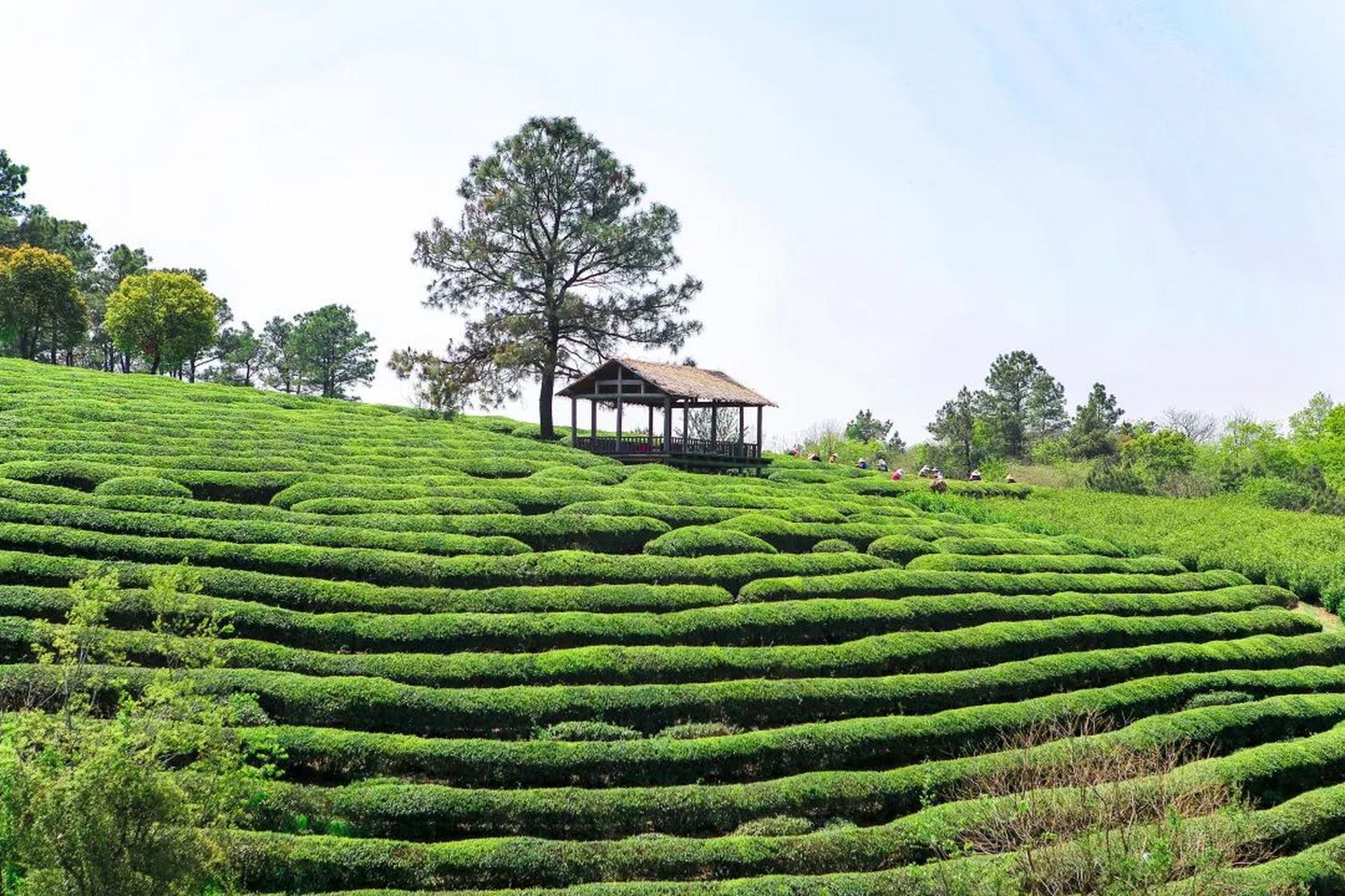 南京游子山国家森林公园位于南京市高淳区中部,由游子山,小游山,三条
