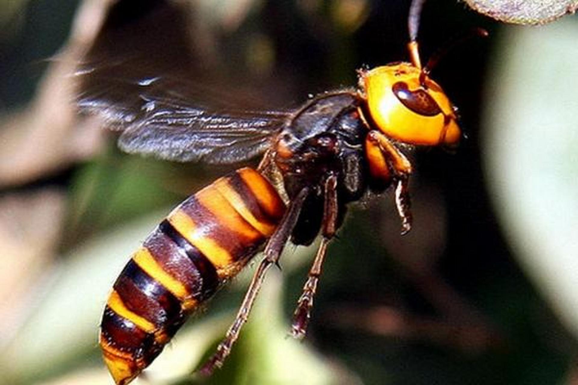 金环胡蜂,不仅是虎头峰的佼佼者!