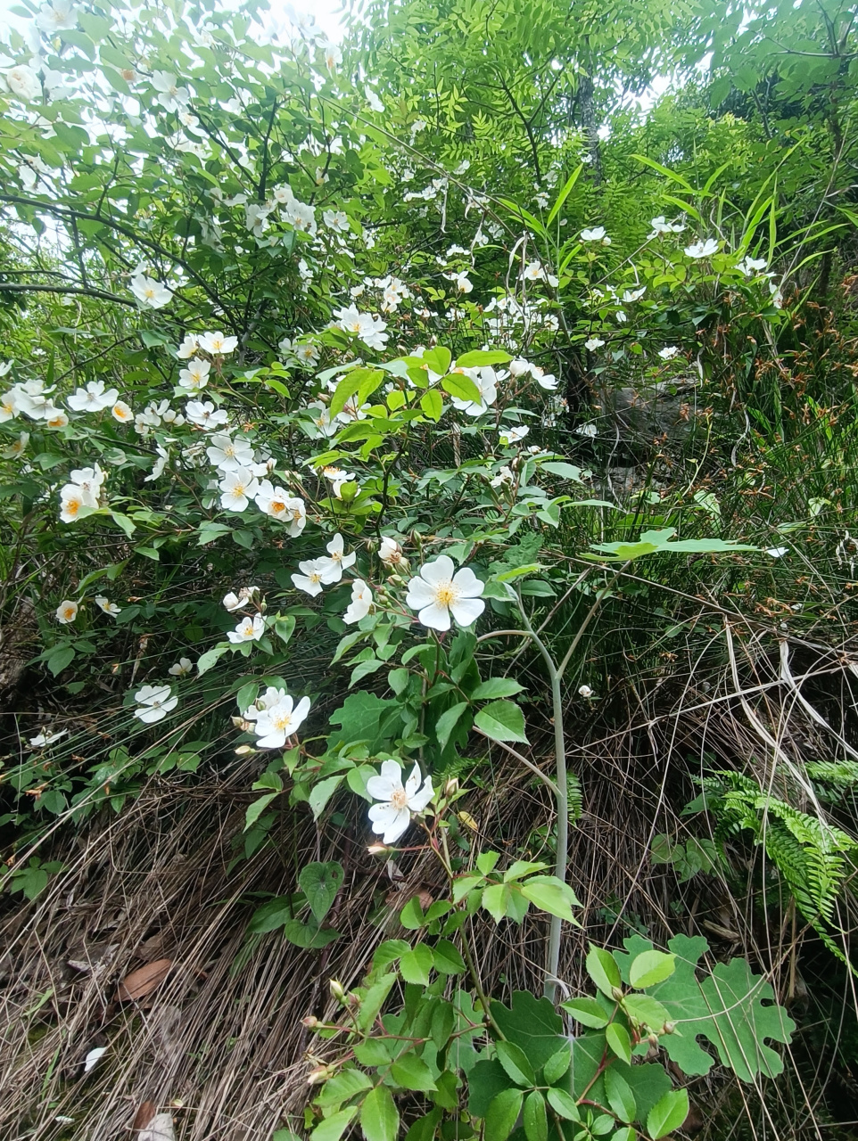 山腰上的野蔷薇正在绽放,白色的五瓣花.