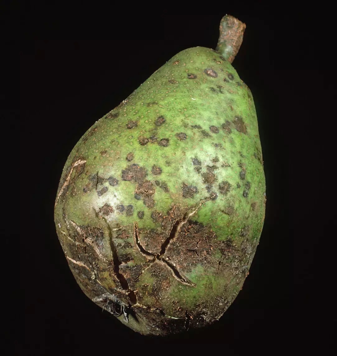 防治梨树黑星病在雨水多的5月份要提前进行