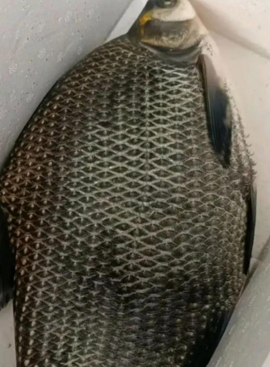 武昌鱼,也叫扁鱼!养殖的!如果是河里钓的,颜色没这么深!