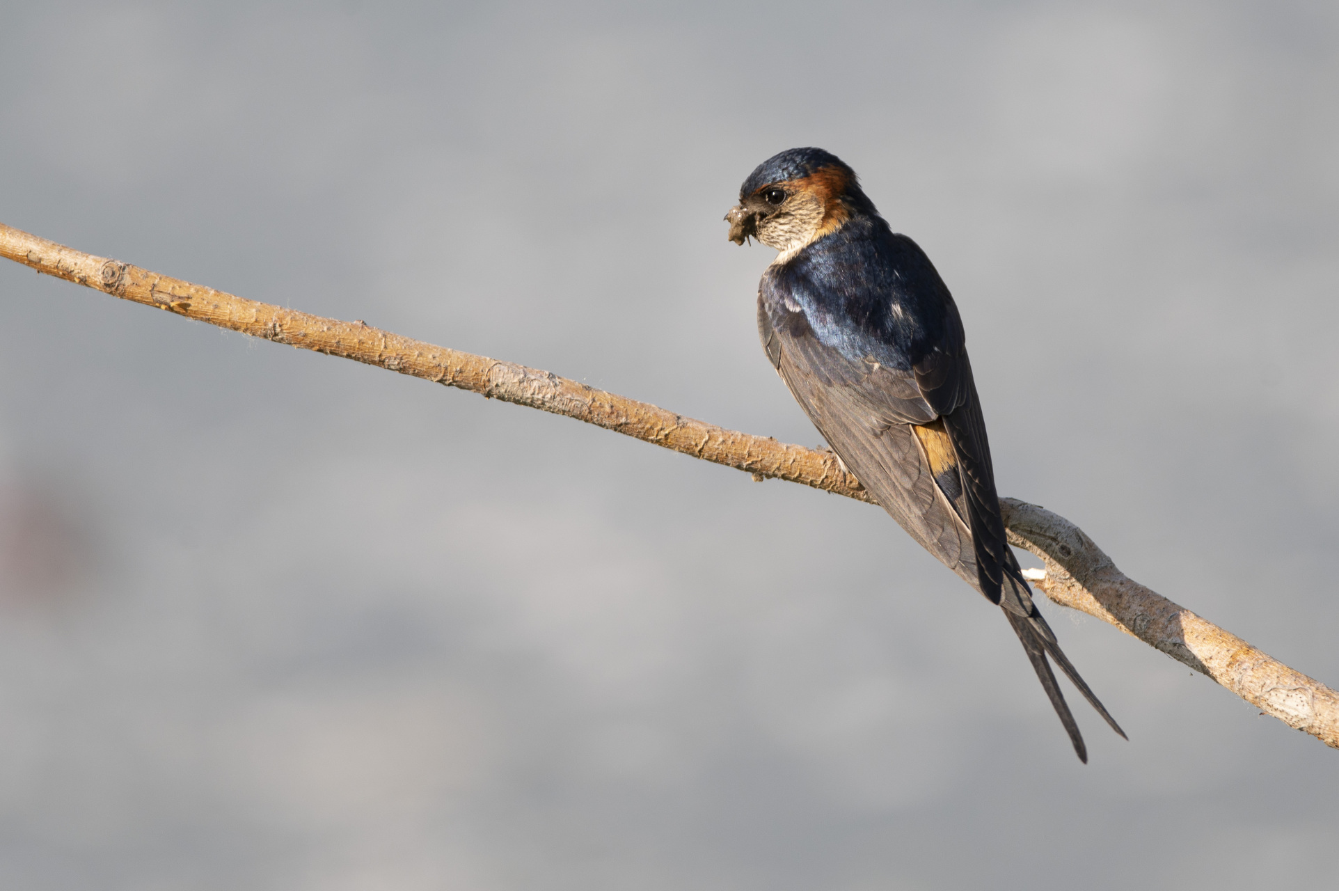 五一宅家怎么嗨# 金腰燕筑巢忙  春天来临,万物复苏,大地披上了新装.