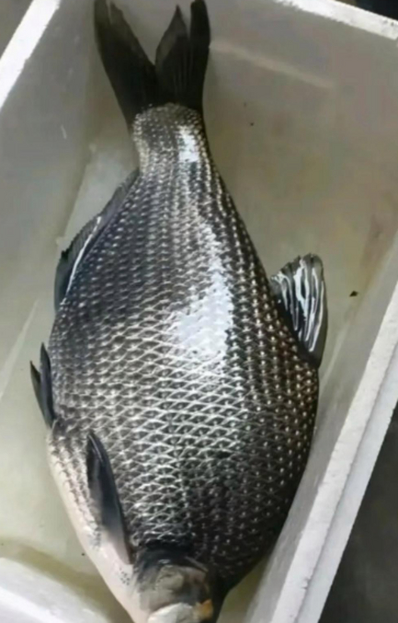 武昌鱼,也叫扁鱼!养殖的!如果是河里钓的,颜色没这么深!