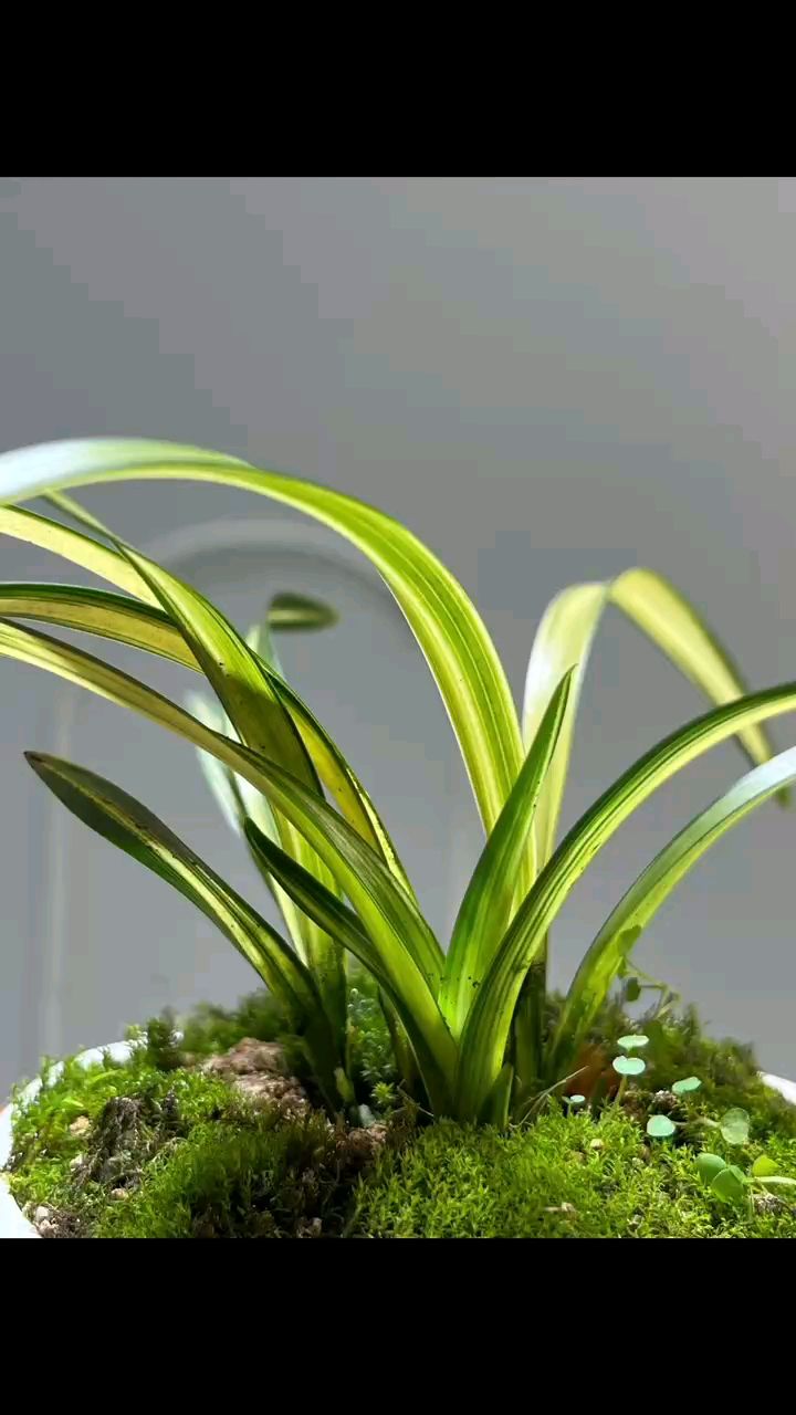 金黄色叶子的兰花,春兰富贵阳光