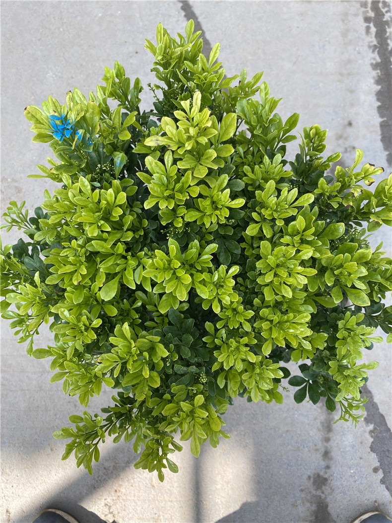 这种质朴的植物,不仅有"法国香水"的称呼,还蕴藏着美好的寓意