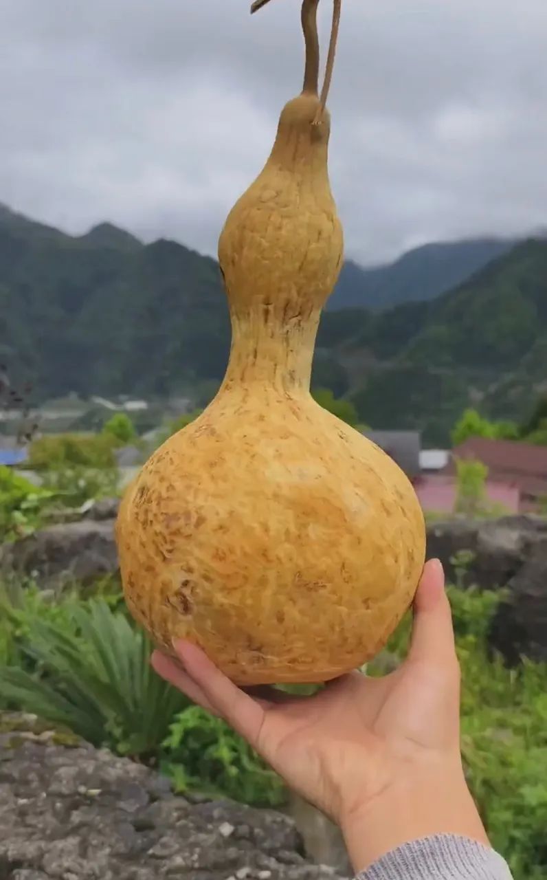 贵州男子种出1个巨型葫芦,高达30厘米,打开一看心都凉了