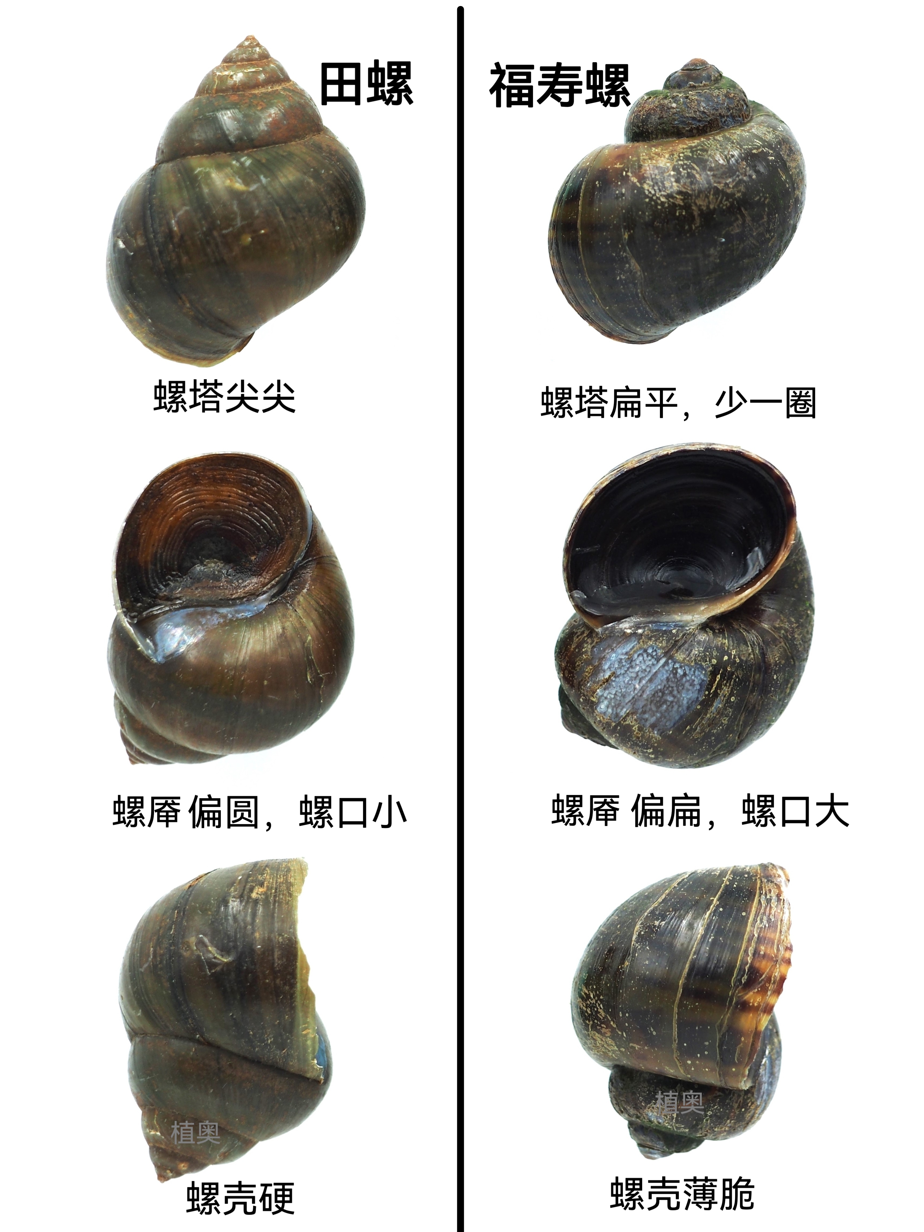 福寿螺,田螺傻傻分不清楚?请看图文,记得收藏!