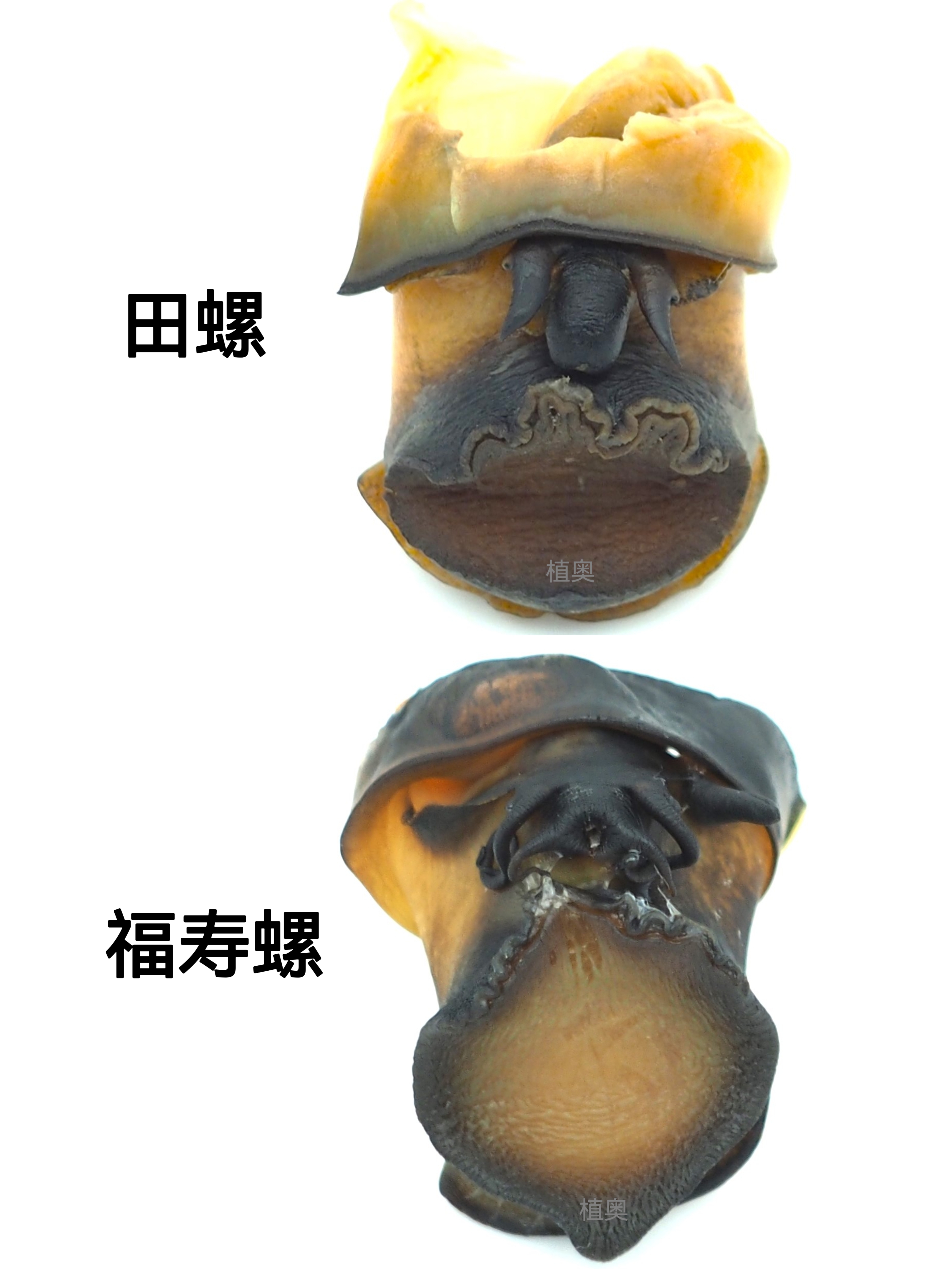 福寿螺,田螺傻傻分不清楚?请看图文,记得收藏!