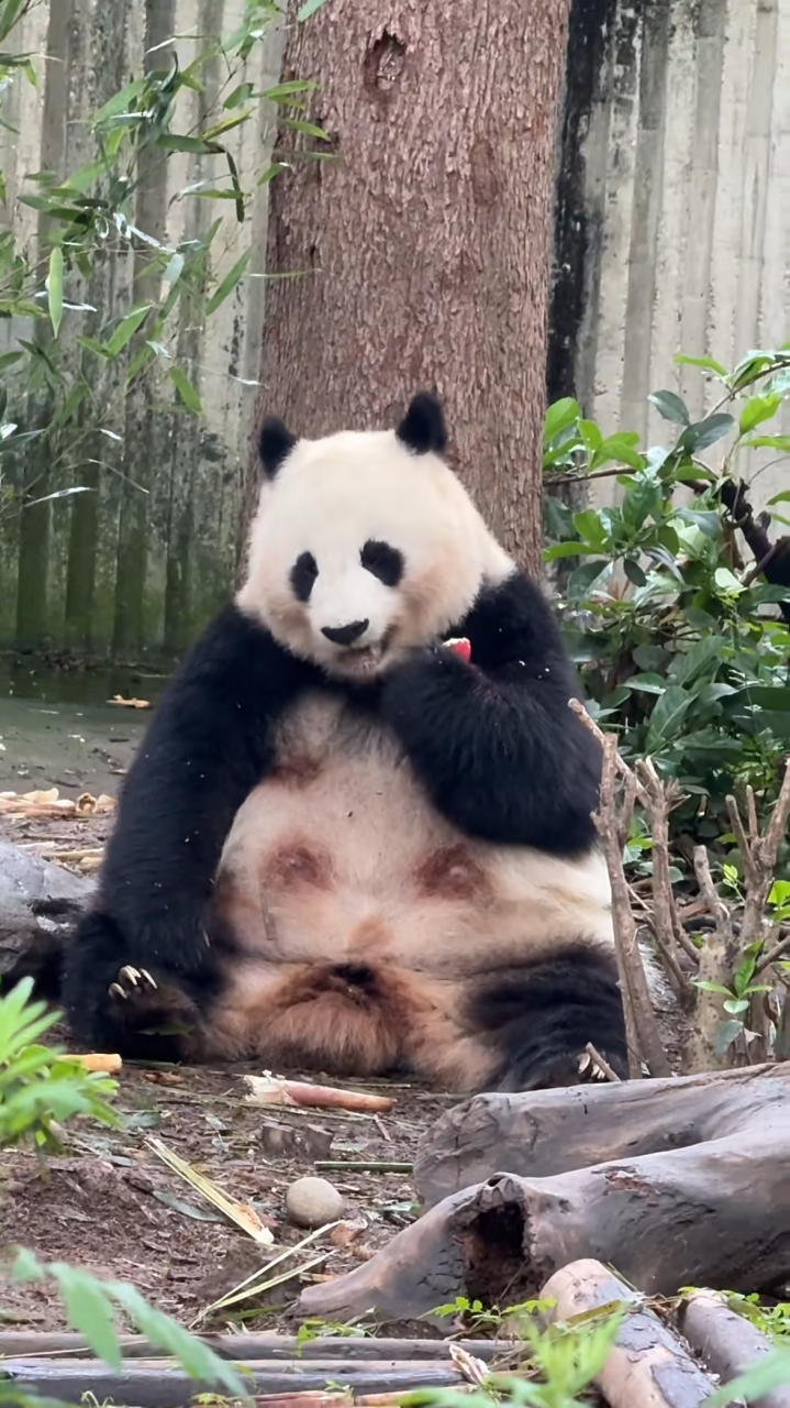 北川!外婆熊啦!