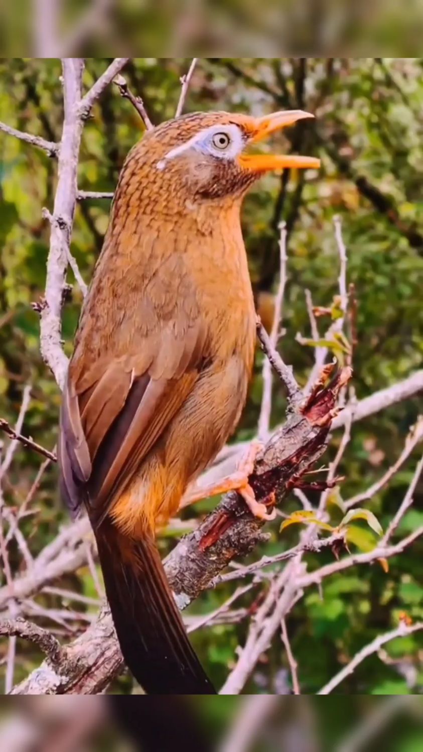 画眉鸟的天籁之音
