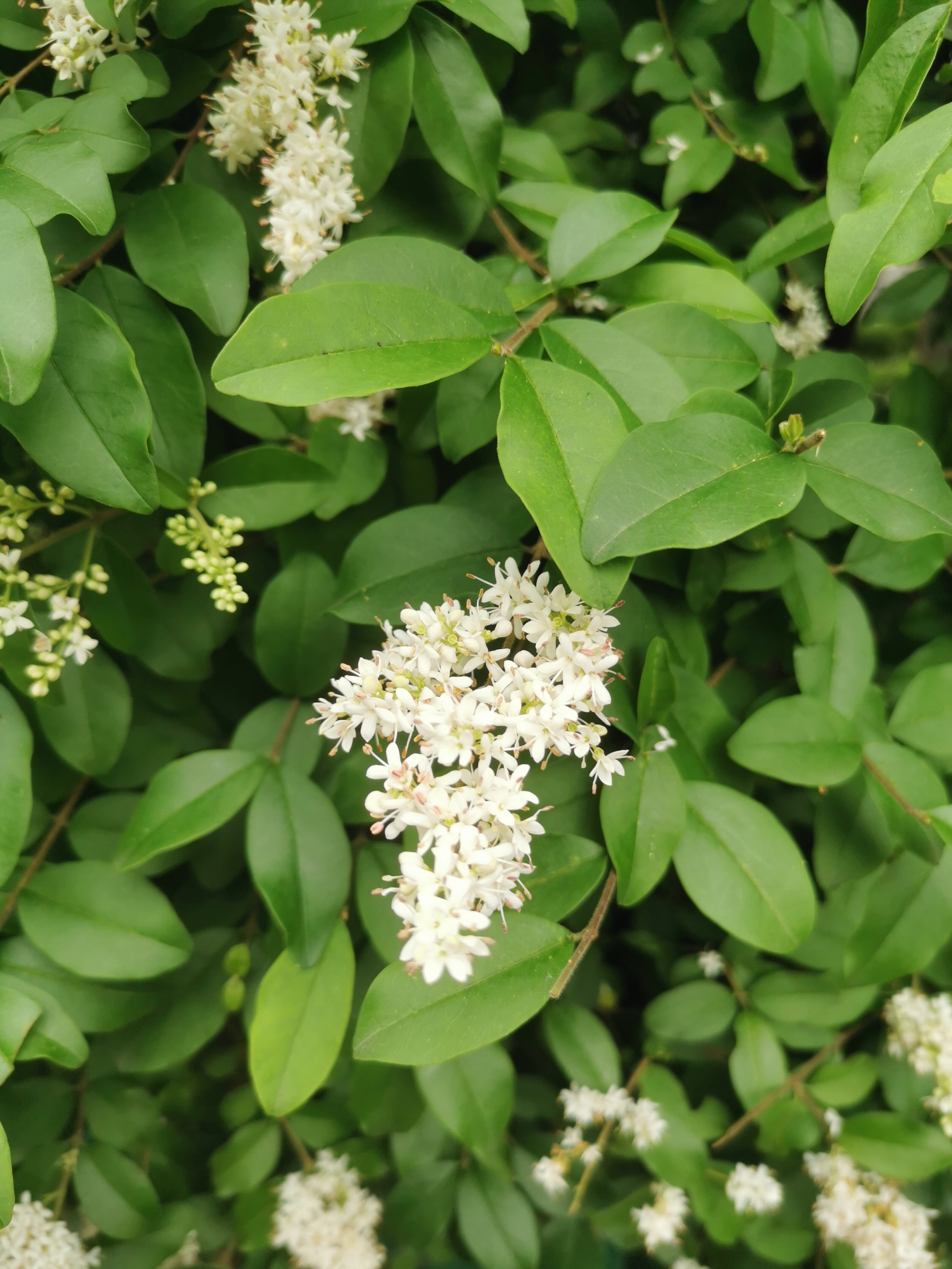 它的果实在中医里被称为女贞子,有滋养肝肾的功效,强盛腰膝,乌须明目