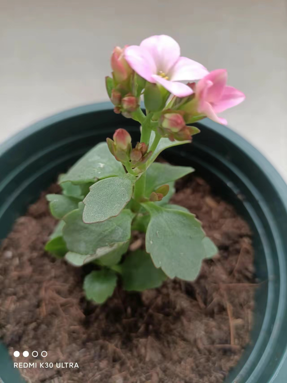 我咋感觉我这颗长寿花小苗快挂了,花开着可叶子焉了,咋回事呢?