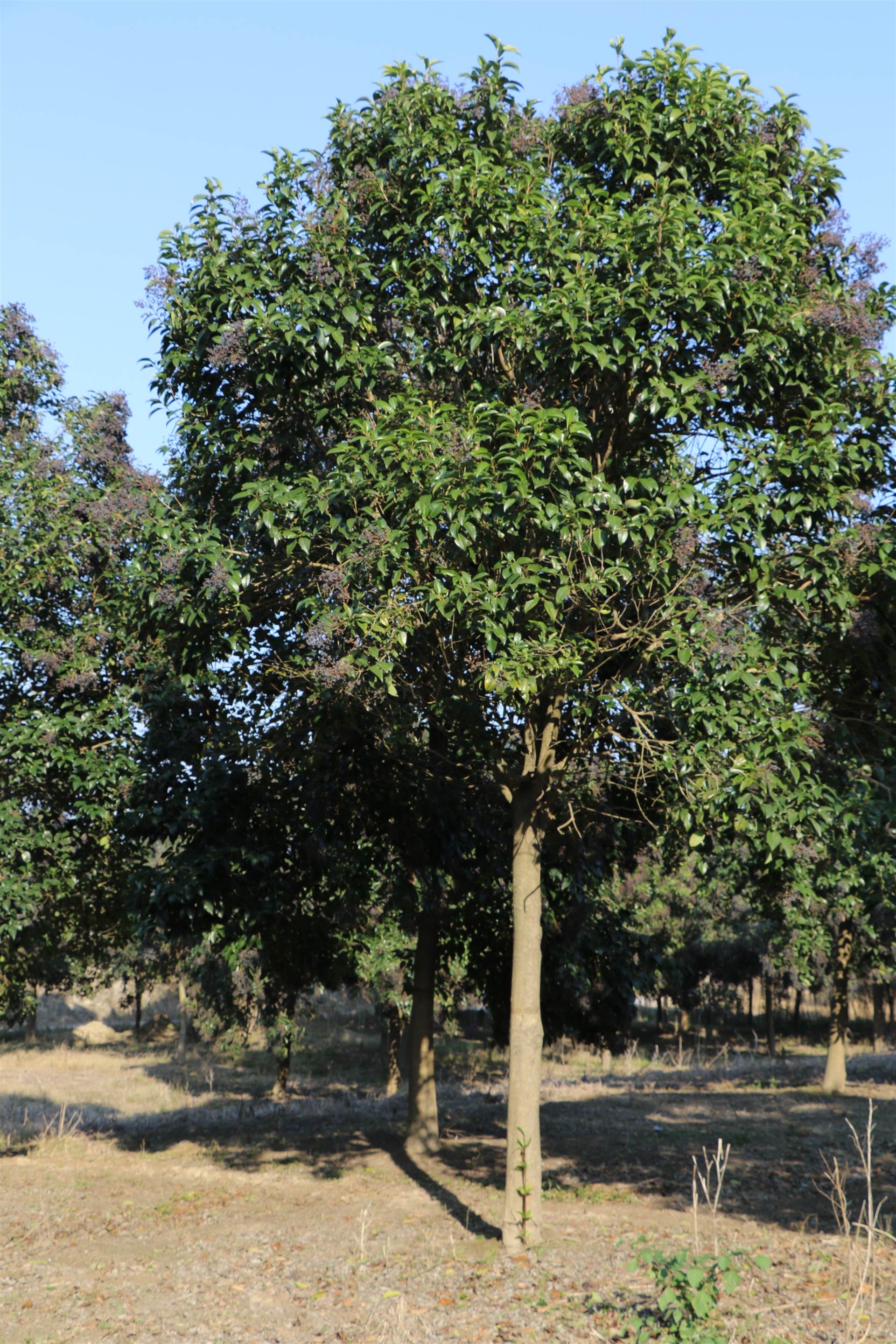 大叶女贞多少钱(大叶女贞价格)大叶女贞(亮晶女贞)小叶女贞