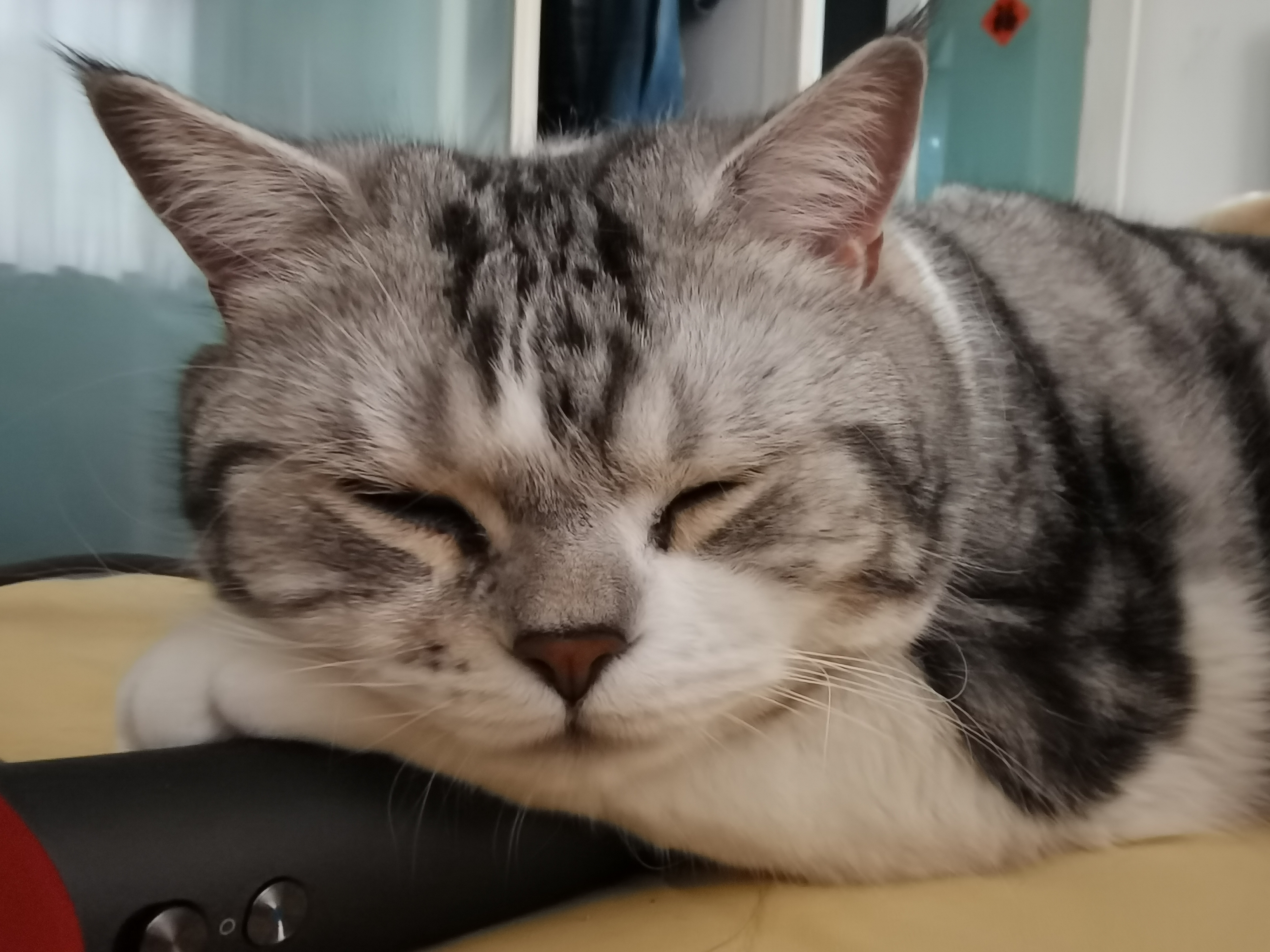 睡眼蒙眬的小猫咪,真是可爱