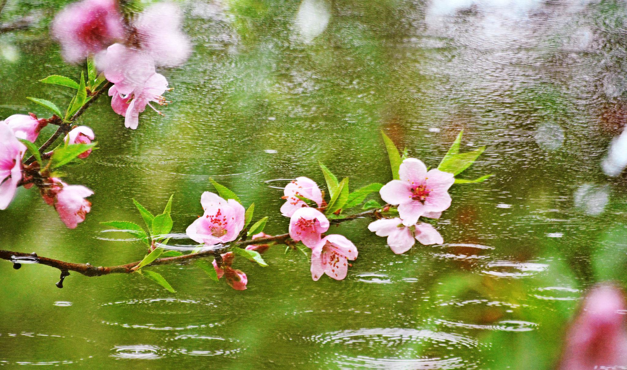 [鲜花] #对联# #诗词对联# #每日发文打卡计划#  上联:春雨润枝意朦胧