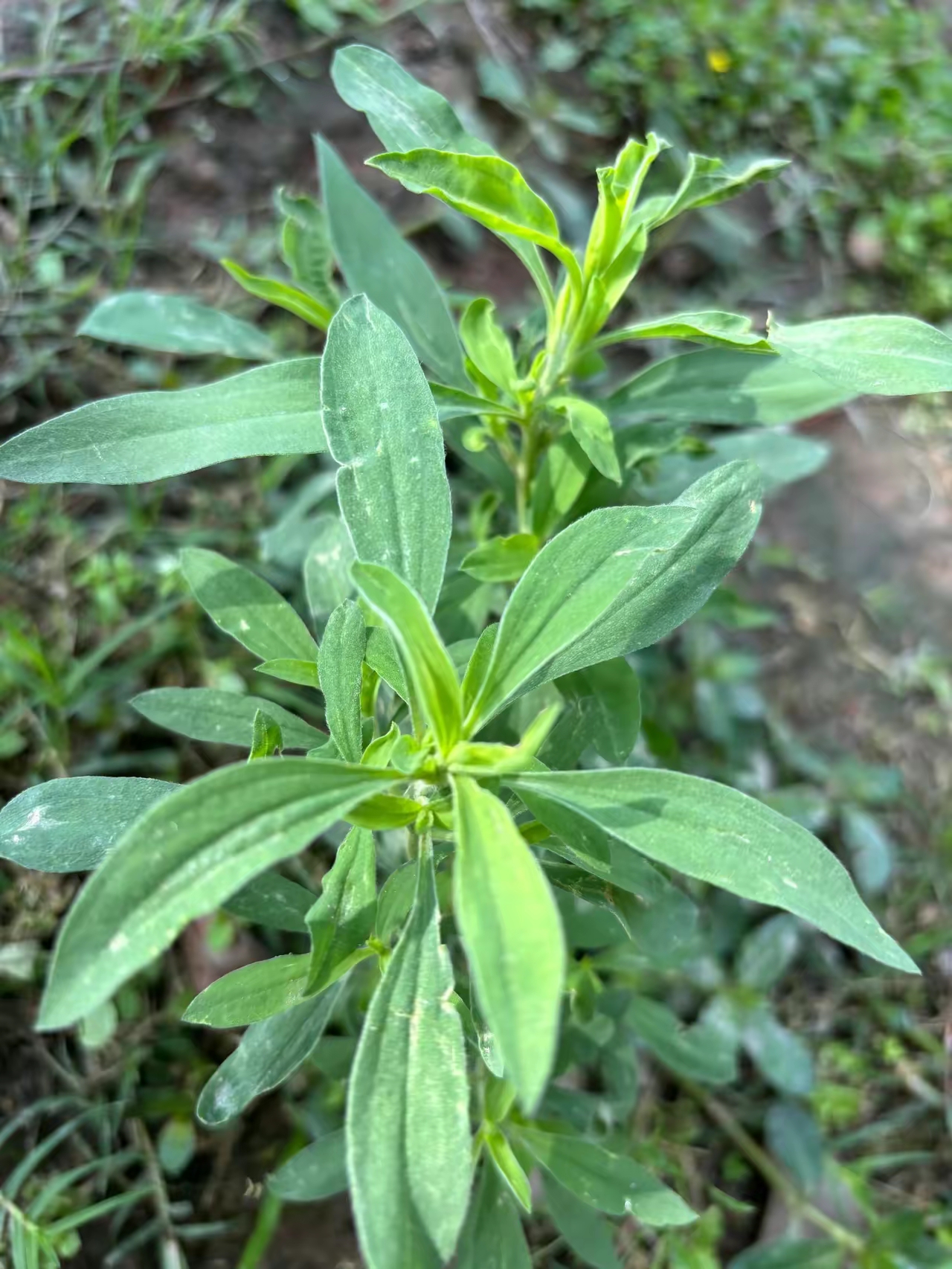 我们这里叫铁扫把,顾名思义就是做扫帚用的