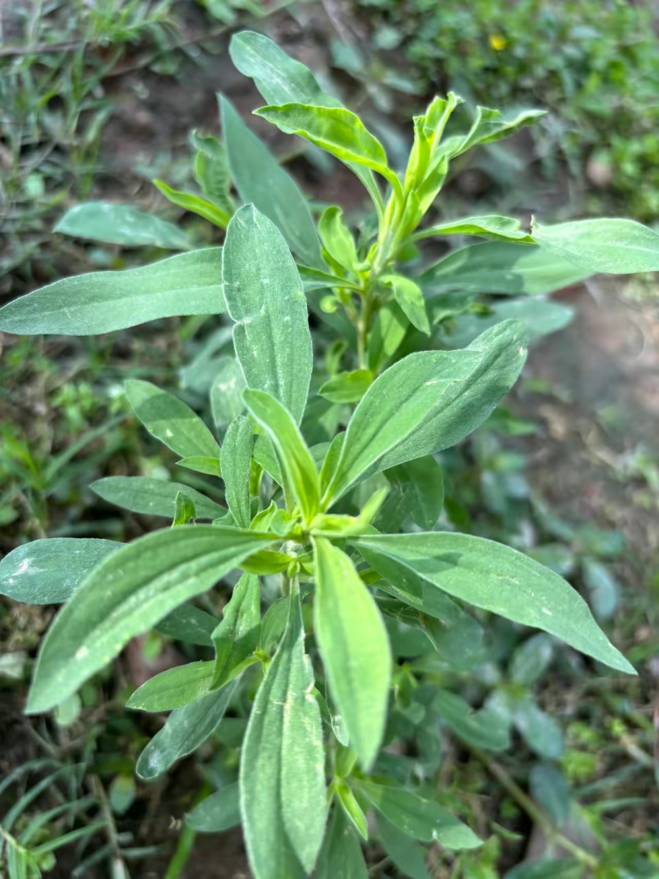 我们这里叫铁扫把,顾名思义就是做扫帚用的.