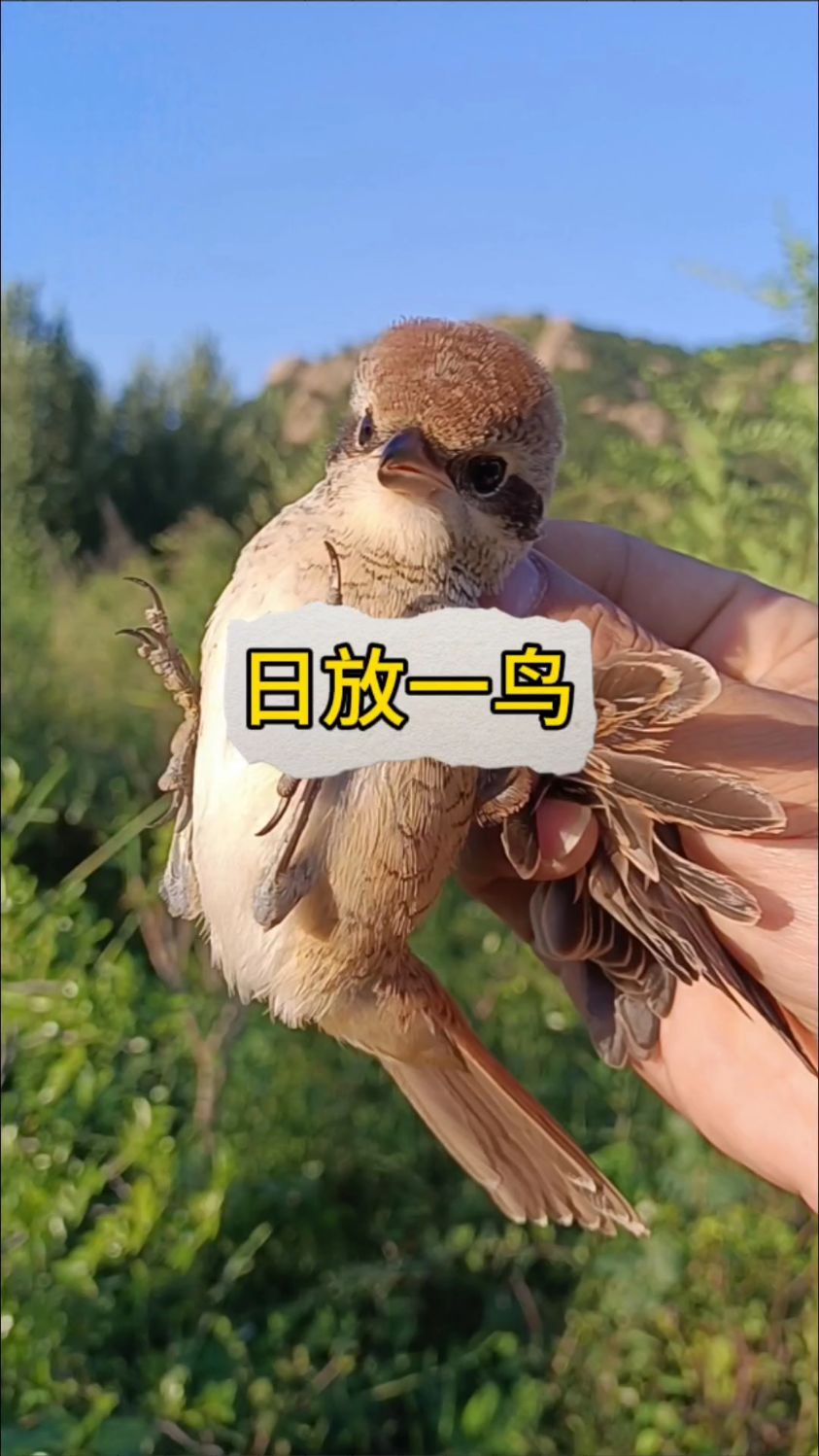 放飞屠夫鸟,让它到野外捕捉更多小鸟-度小视