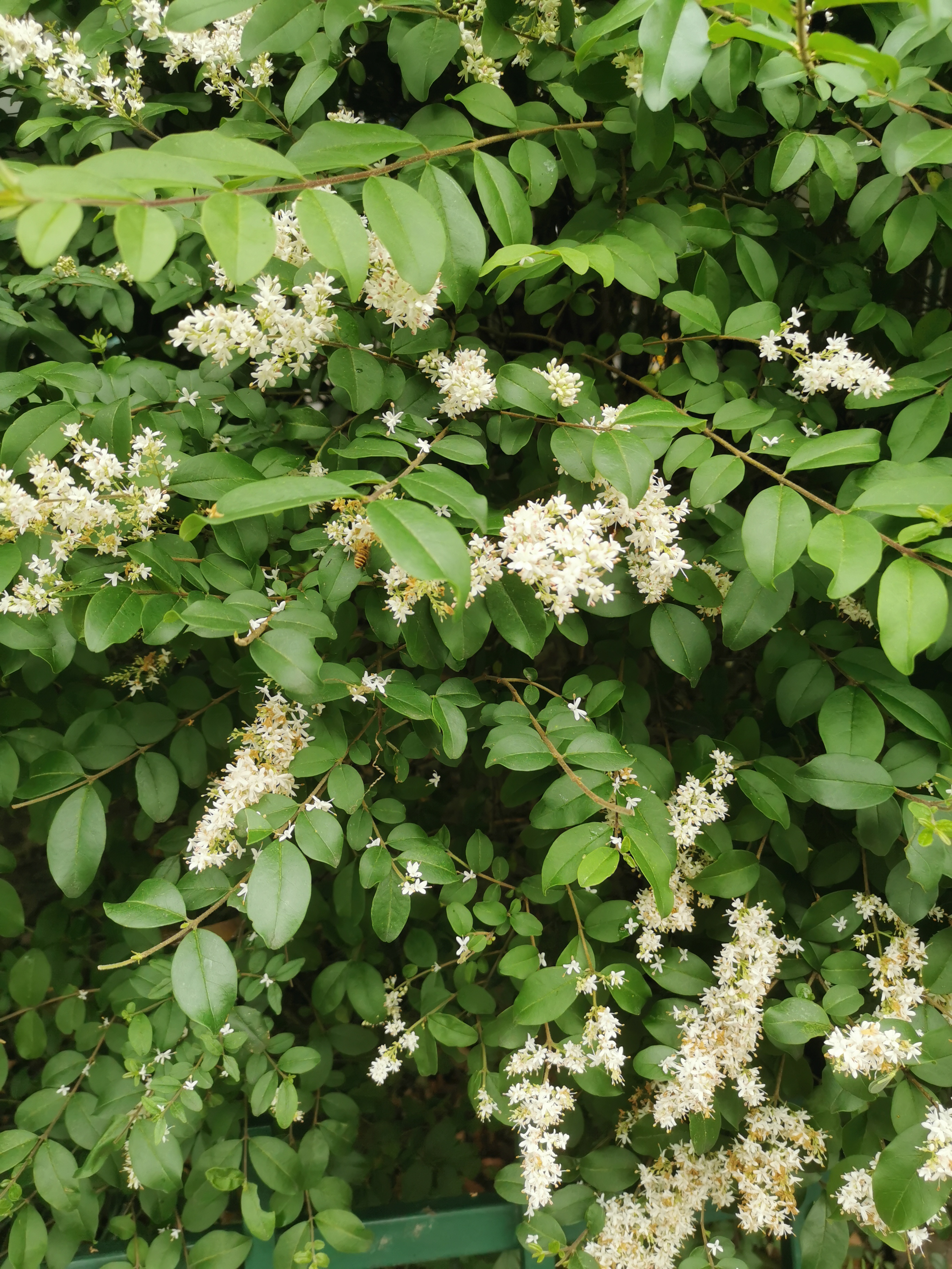 它的果实在中医里被称为女贞子,有滋养肝肾的功效,强盛腰膝,乌须明目