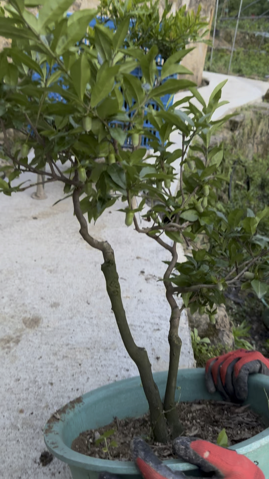 双杆金弹子血钻,果子好漂亮