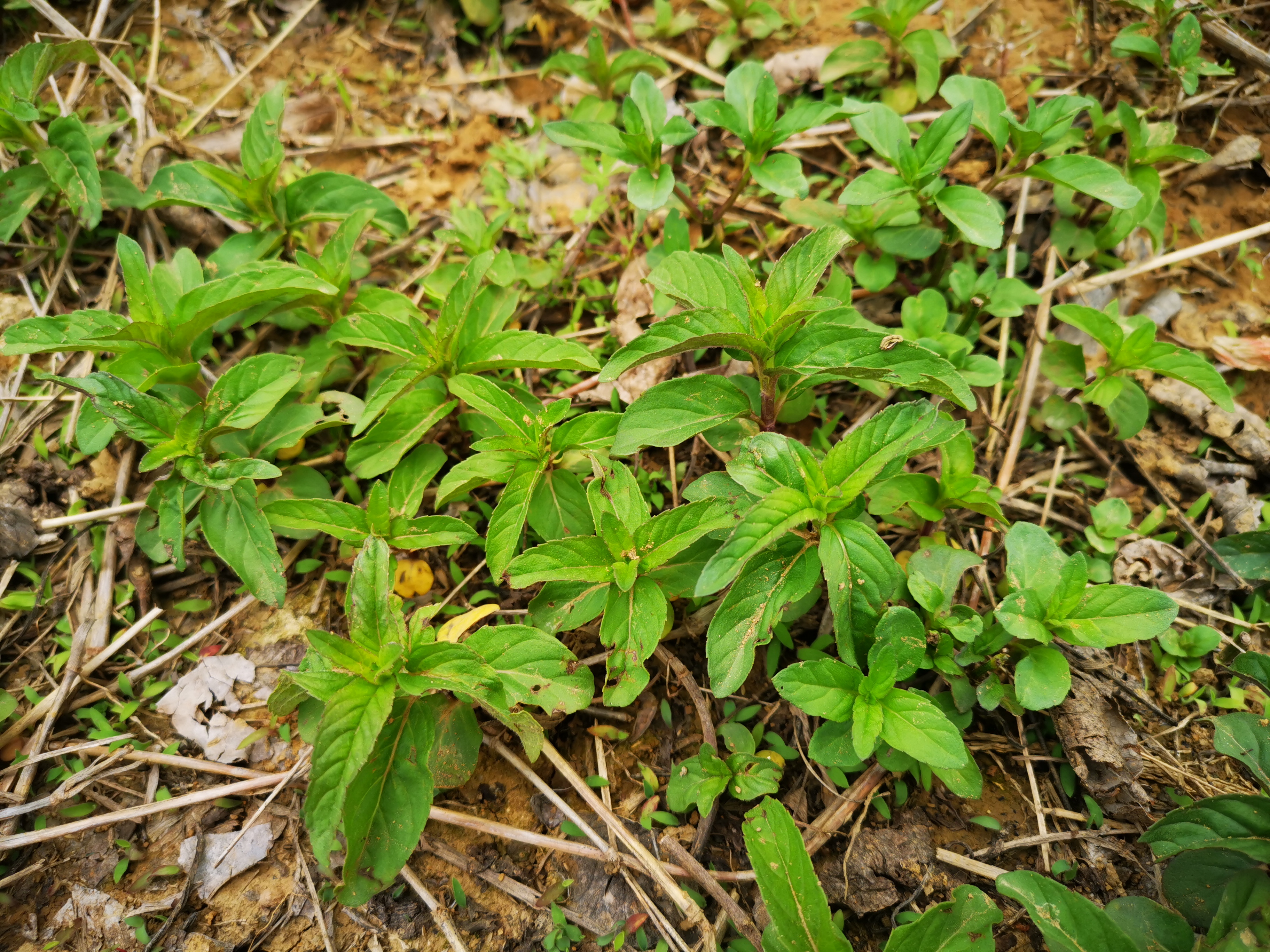 薄荷品种较多,有的是园艺品种,有的可