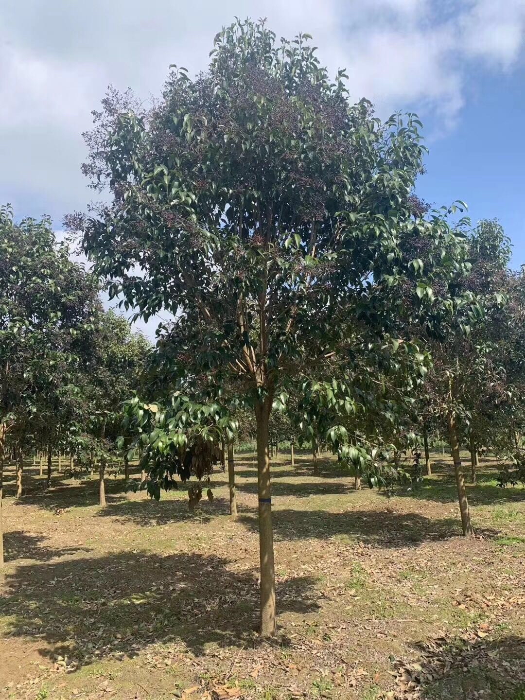 大叶女贞多少钱(大叶女贞价格)大叶女贞(亮晶女贞)小叶女贞