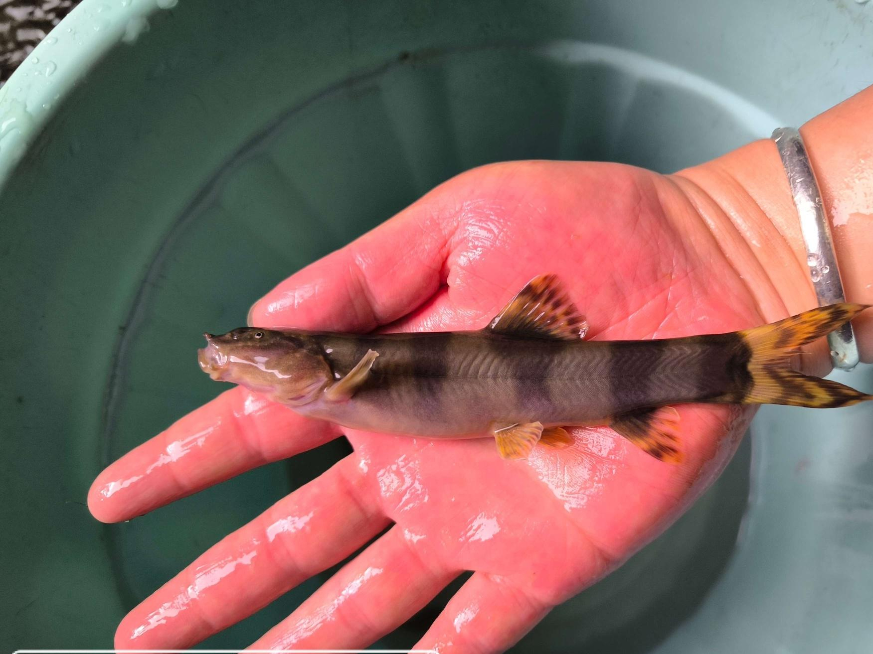 云南省镇雄县,监测到一种鳅鱼,它是国家二级保护野生动物