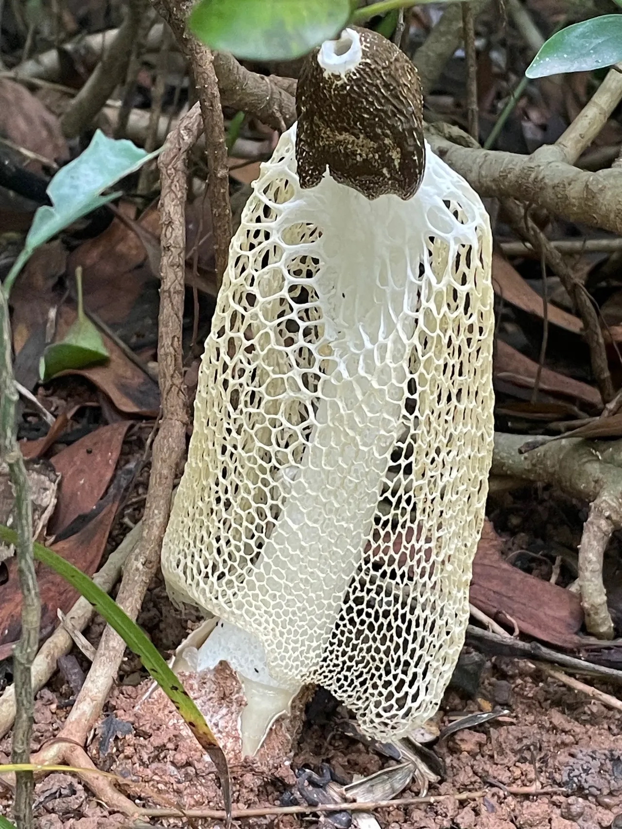 昨天去爬山看到的,很大一颗自带镂空衣服的菌子,孤陋