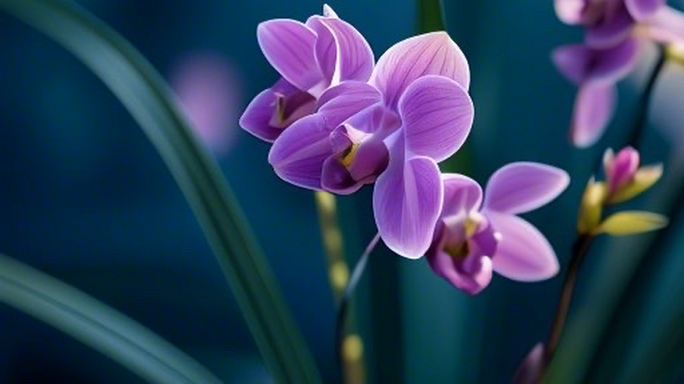 空谷幽兰,深院兰花.兰花被称为四君子.