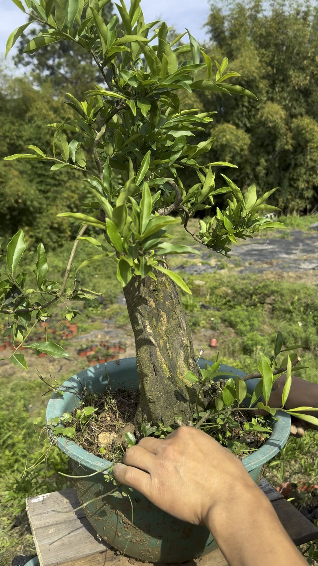金弹子血红果扁扁老桩