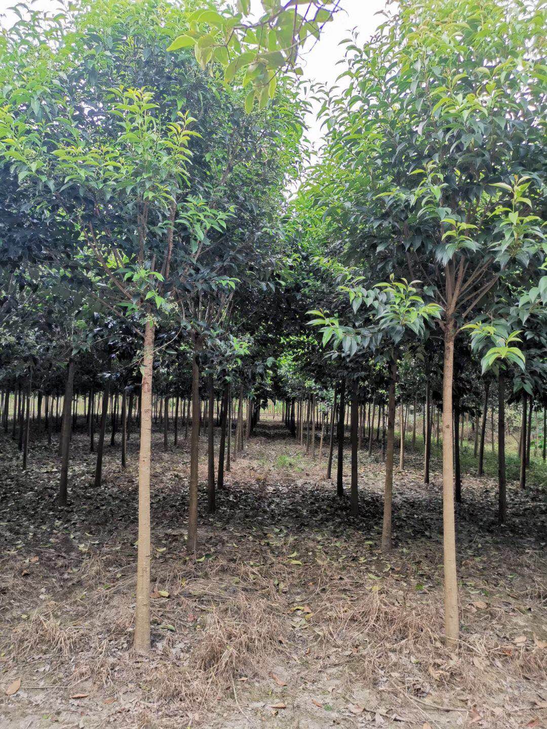 大叶女贞多少钱(大叶女贞价格)大叶女贞(亮晶女贞)小叶女贞