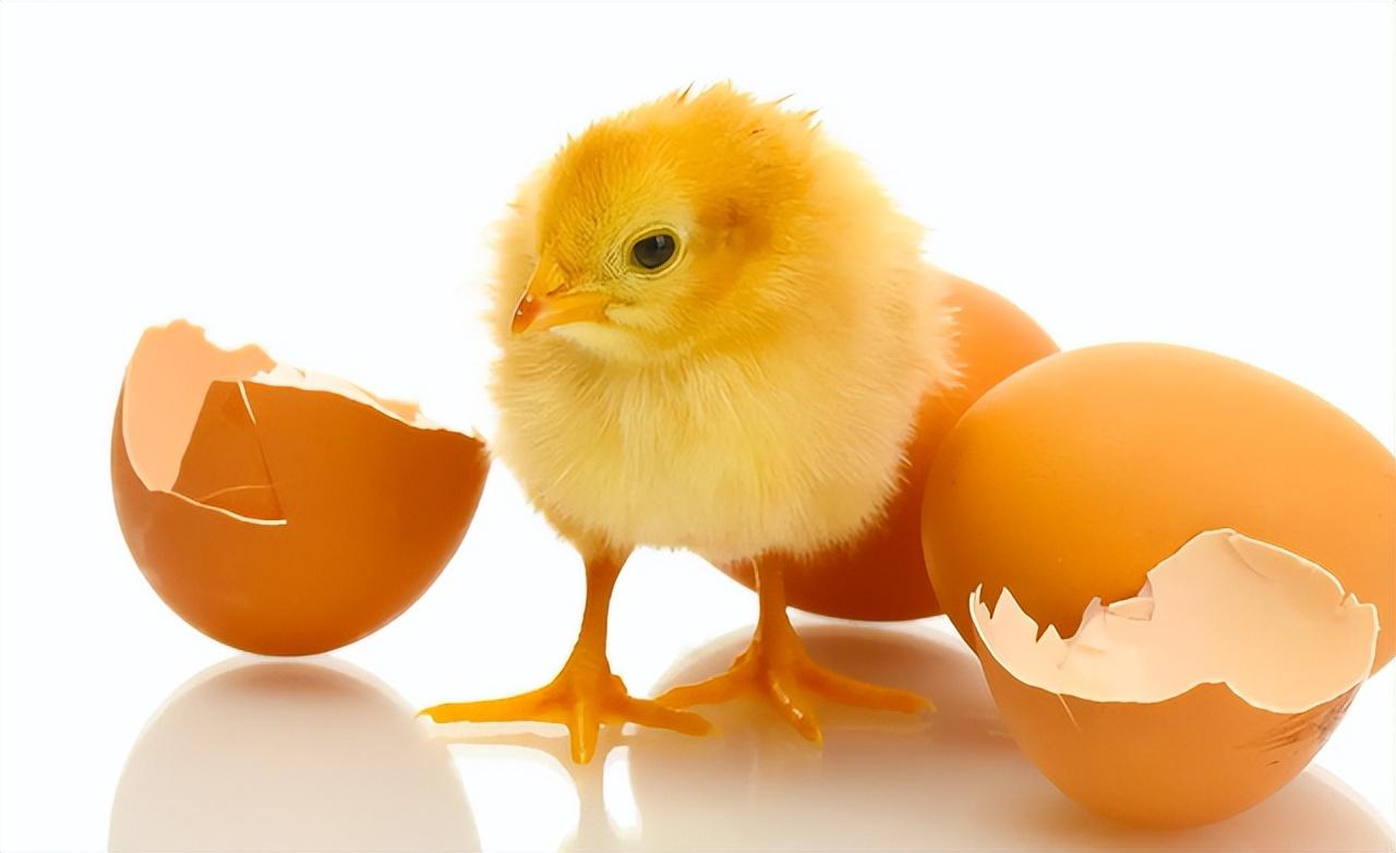 回顾先有鸡还是先有蛋?生物学家:化石证据表明,鸡蛋比鸡更早出现