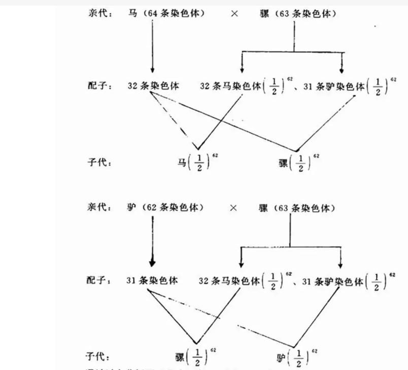 回顾 野生动物也能杂交它们繁殖的后代有多惨?动物杂交该被禁止吗