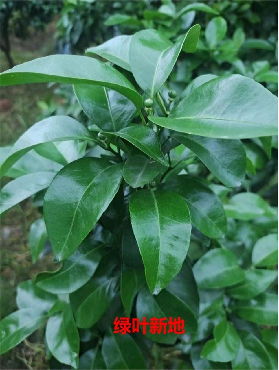 小果绿果树叶片油亮如打发蜡 桂林永福梁老板说跟绿叶