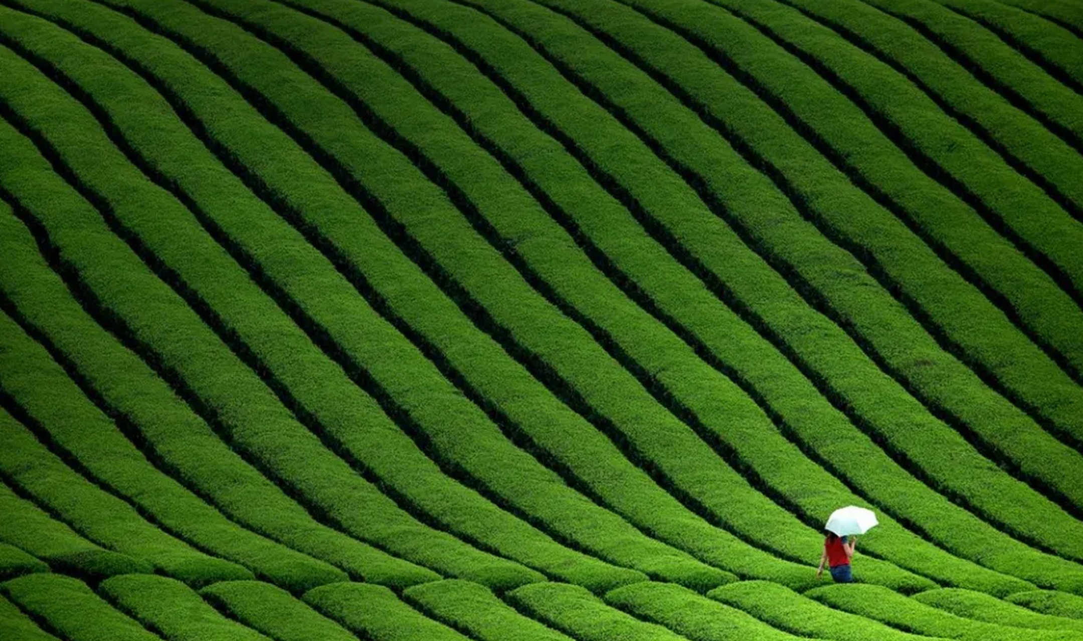 湄潭永兴茶海景区图片