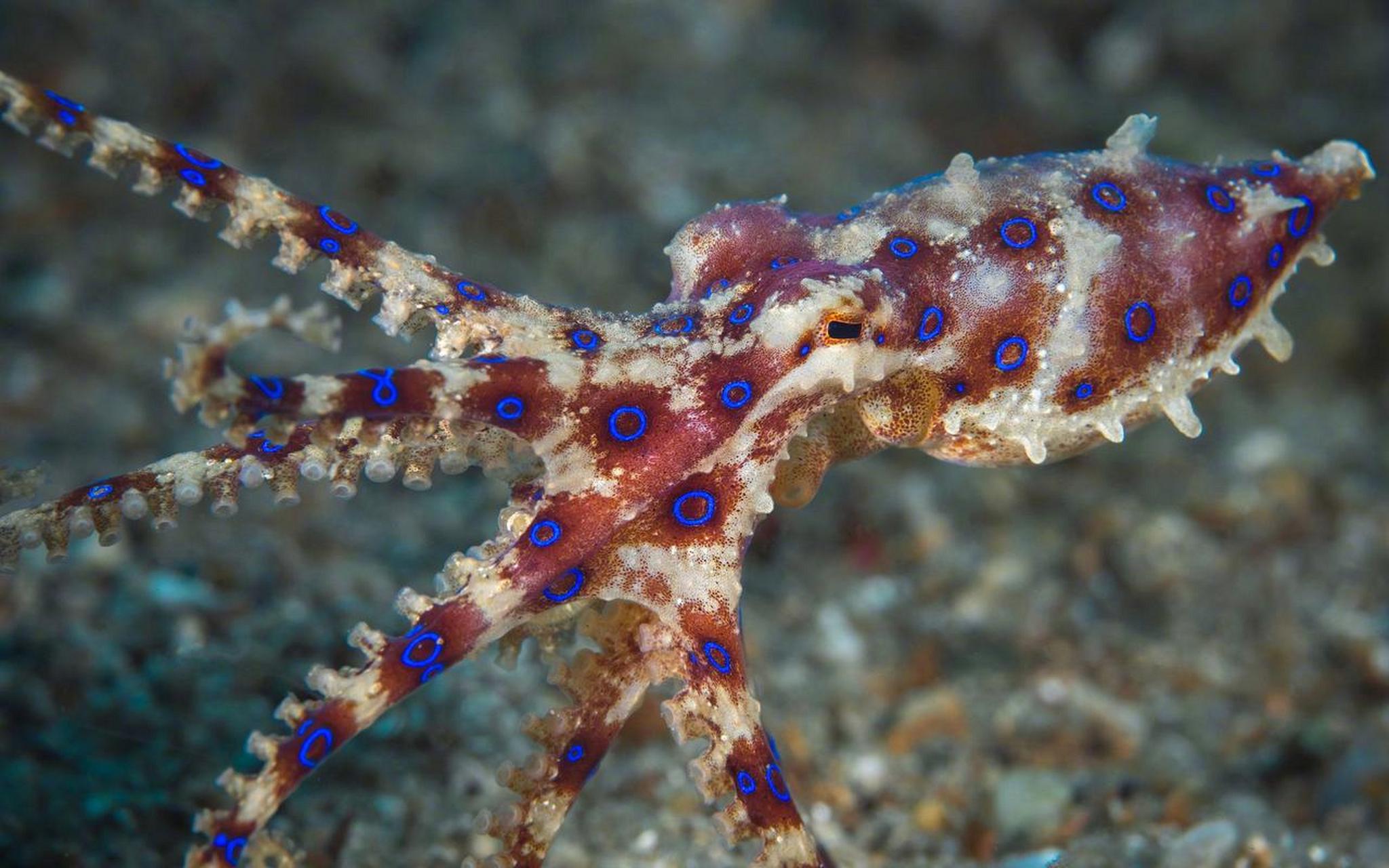 蓝环章鱼,美艳外表下藏着致命秘密!毒性超越眼镜蛇且无解药.