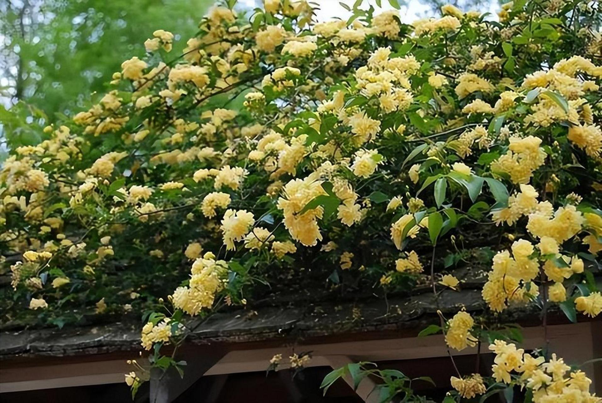 木香花来了!这款爆火的爬藤花卉,暖黄色令人惊艳.