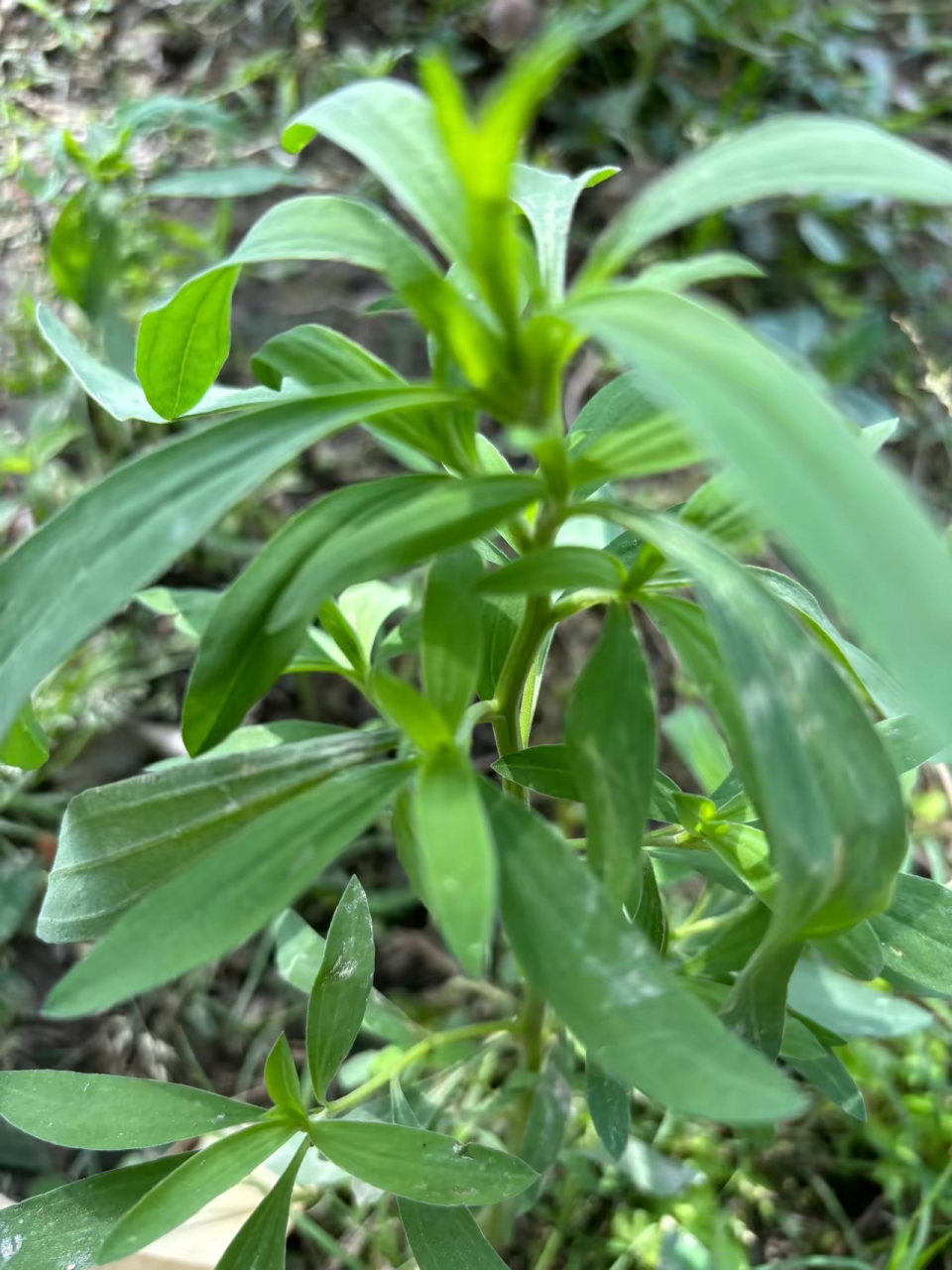 这个植物认识吗?我们这里叫铁扫把,顾名思义就是做扫帚用的.