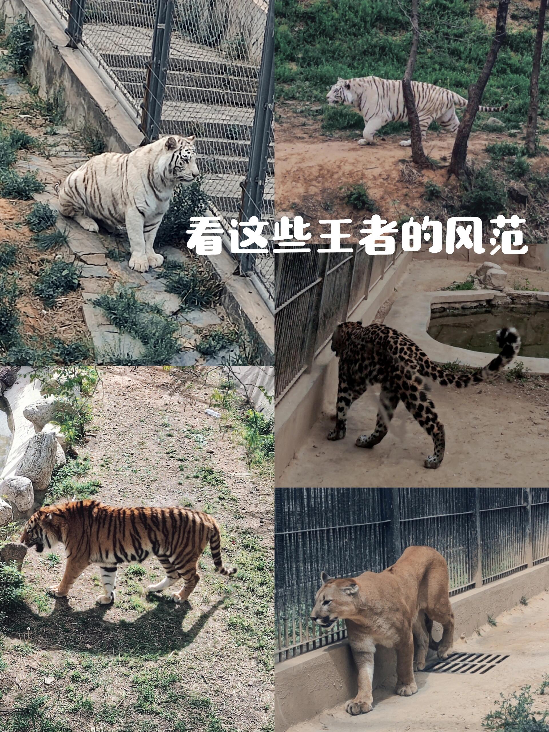 石家庄动物园的门票价格终于被打下来啦!大棒啦!