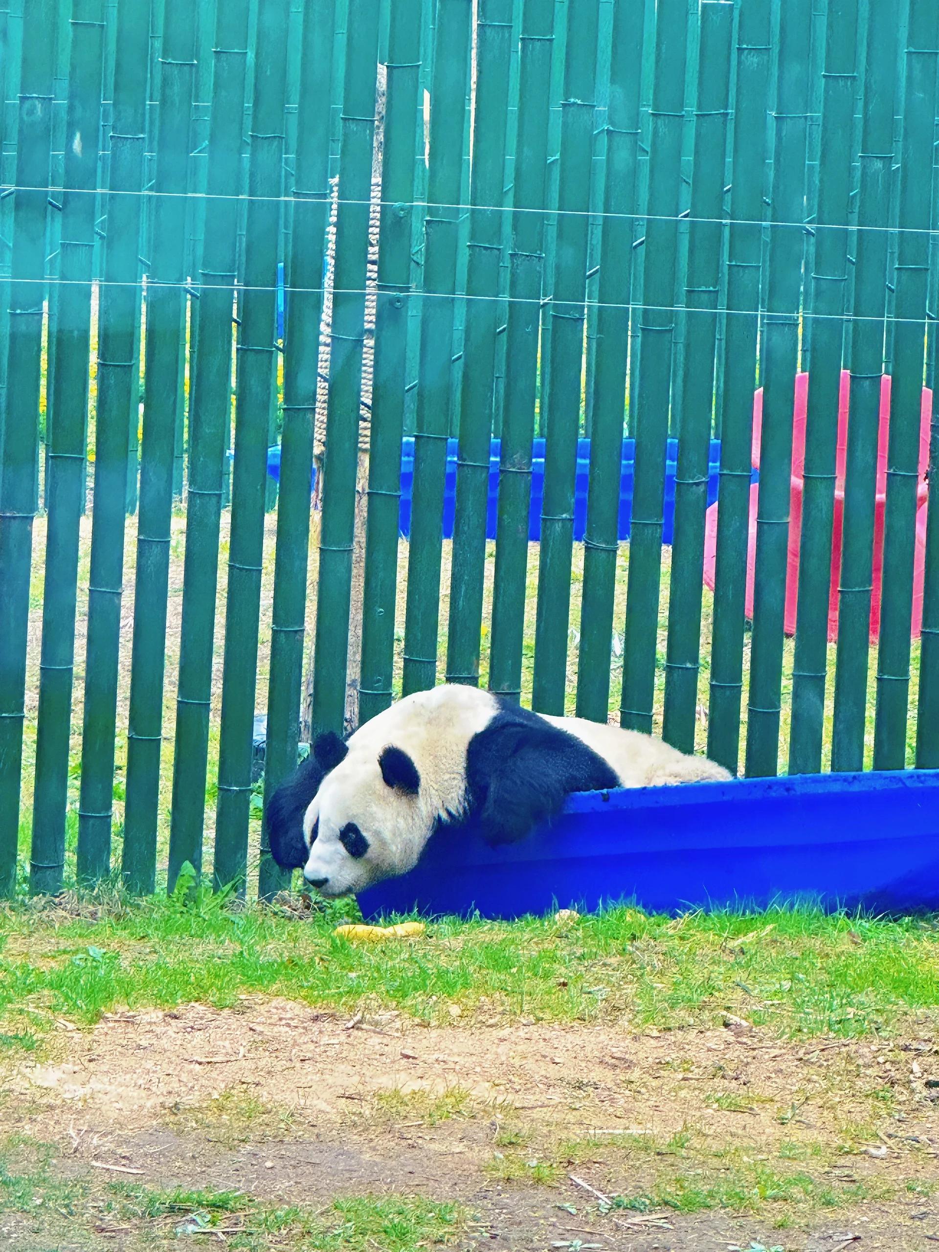 沈阳森林动物园门票多少钱一张  门票价格:双人票和熊猫馆门票一共