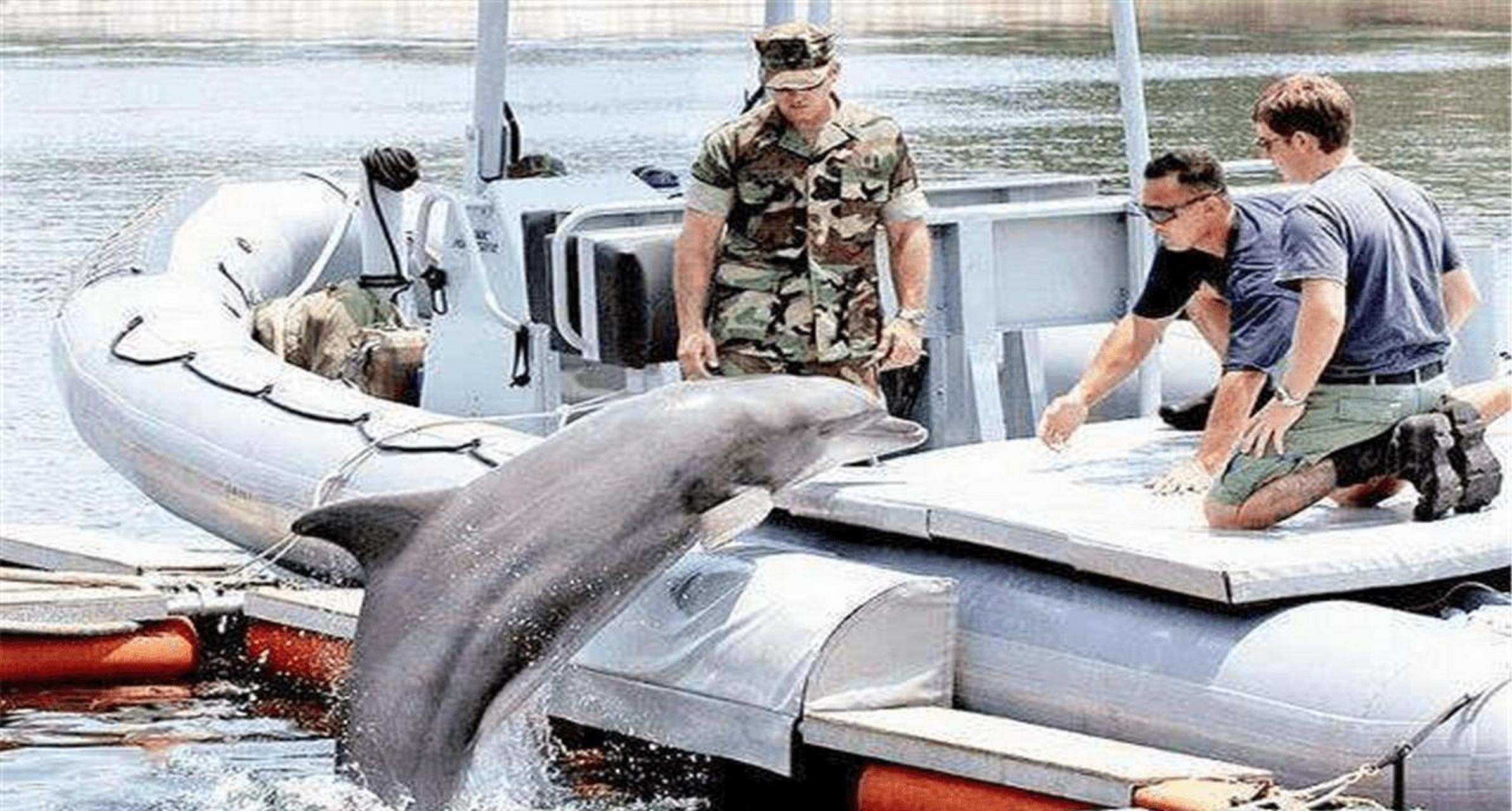 [微风]1971年一对越南蛙人特种部队,潜水接近海面上一艘美国侦察艇