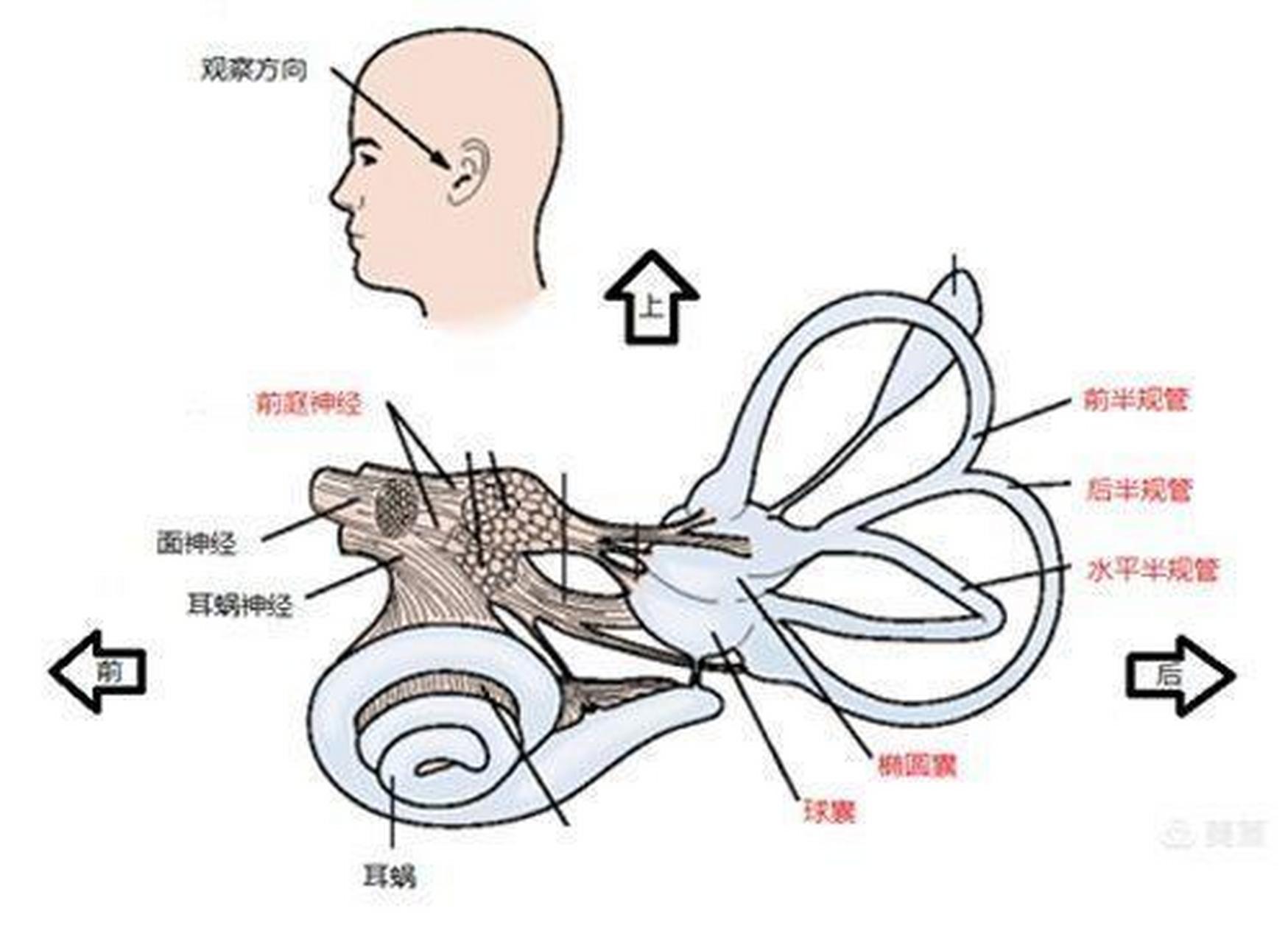 前庭神经 位置图片