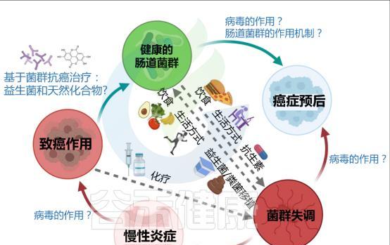 为什么微生物组在疾病研究中扮演重要角色？