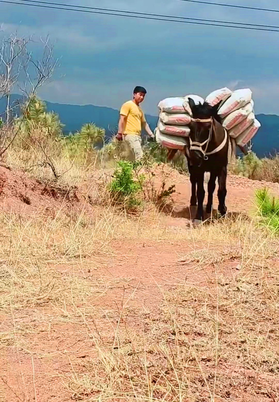 马儿驮十袋水泥,看着好心疼马儿,为啥要用马驮呢?为啥不用车拉呢?