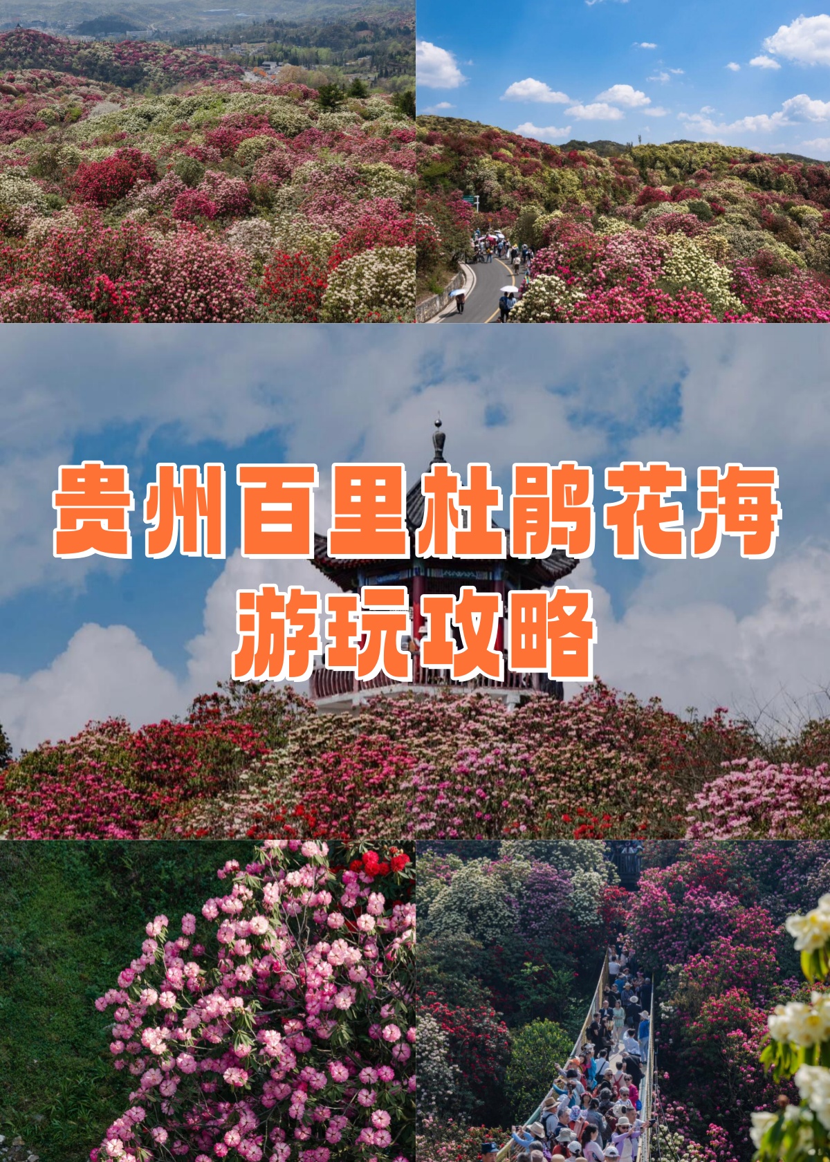 百里杜鹃景区介绍图片